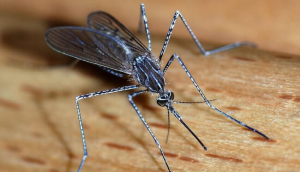 Предстои ново пръскане срещу комари в Русе