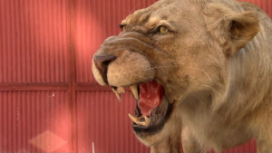 Откриха препариран лъв без документи в Разград, проверяват дали е от зоокъта