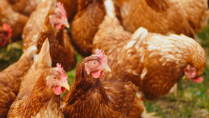 В Русенско вземат превантивни мерки заради опасност от птичи грип