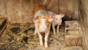 ВИДЕО: В Русенско предприемат мерки срещу африканската чума по свинете заради регистриран случай у нас