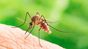 Извънредно пръскане срещу комари предстои днес в Русе