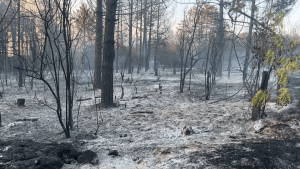 60 декара гора са засегнати при вчерашния голям пожар край Русе
