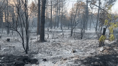 ВИДЕО: 60 декара гора са засегнати при вчерашния голям пожар край Русе