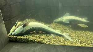 Екомузеят в Русе загуби есетровите си риби заради токов удар при бурята снощи