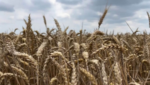 Тазгодишната зърнена реколта в Русенско се оказва по-слаба от очакваното