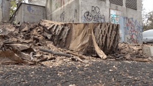 Отстраниха две опасни дървета на ул. &quot;Мадарски конник&quot; в Русе