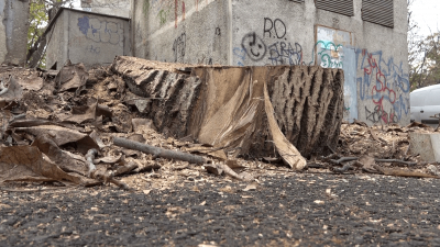 ВИДЕО: Отстраниха две опасни дървета на ул. "Мадарски конник" в Русе