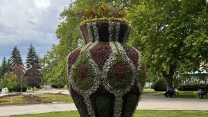В украсата са вложени над 35 000 стръкчета цветя, отгледани в оранжериите на общинското предприятие &quot;Паркстрой&quot;.
