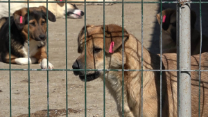 През пролетта ще броят уличните кучета в Русе