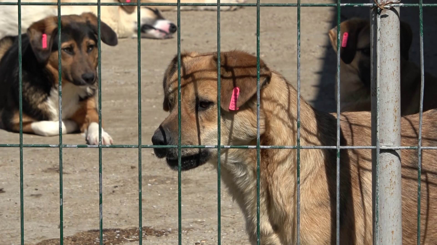 ВИДЕО: През пролетта ще броят уличните кучета в Русе