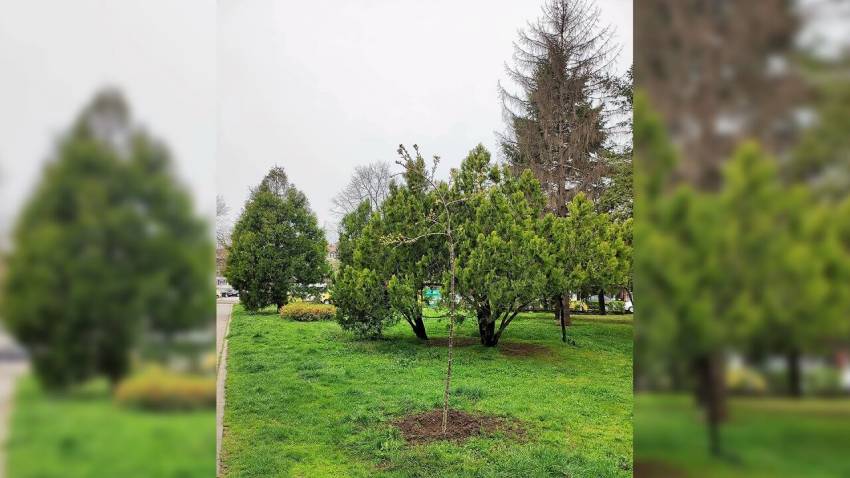 200 нови дръвчета са засадени в обществените пространства във Велико Търново за месец