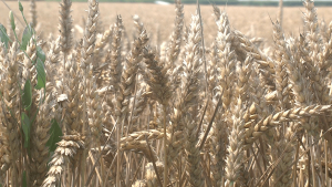 Зърнопроизводители поискаха оставката на заместник-министър