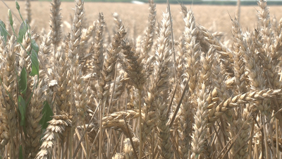 ВИДЕО: Зърнопроизводители поискаха оставката на заместник-министър