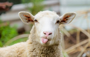 Разследват кражба на 15 овце в Разградско