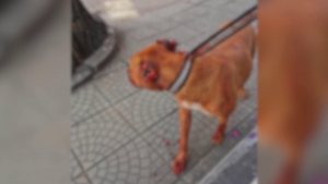 Прокуратурата се зае със случая на брутална агресия срещу куче в Русе