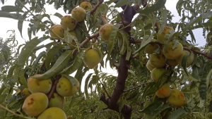 Градушка унищожи плодови насаждения в община Сливо поле