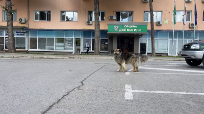 ВИДЕО: Приеха нова програма за овладяване популацията на уличните кучета в Две могили