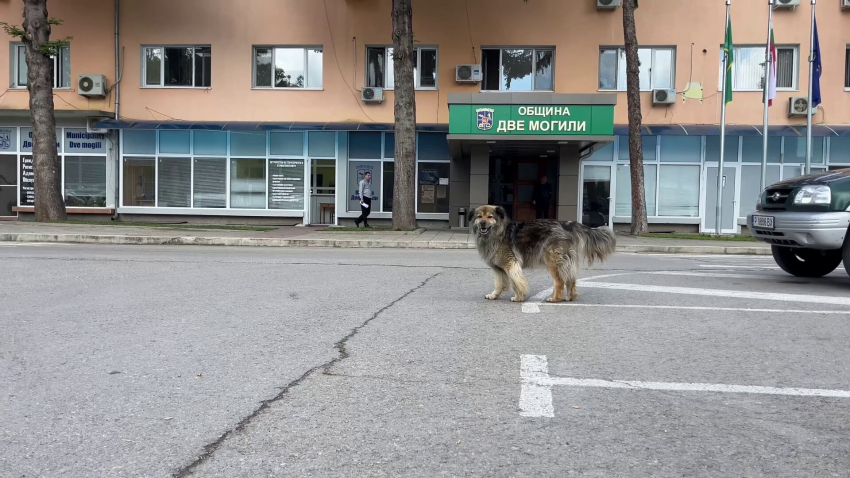 ВИДЕО: Приеха нова програма за овладяване популацията на уличните кучета в Две могили