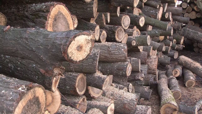 ВИДЕО: Утвърдиха нови цени за продажба на дървесина от общинското предприятие в Разград