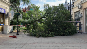 Огромно изгнило дърво без корени падна на главната пешеходна улица в Русе