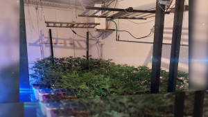 Полицията разкри две наркооранжерии и незаконно оръжие в Русенско