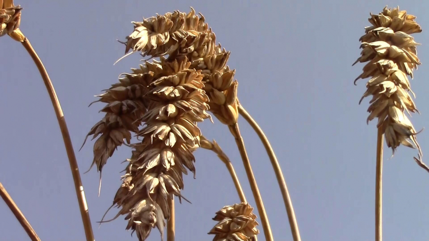 ВИДЕО: Зърнопроизводители искат поне 20% намаление на рентите за земеделска земя