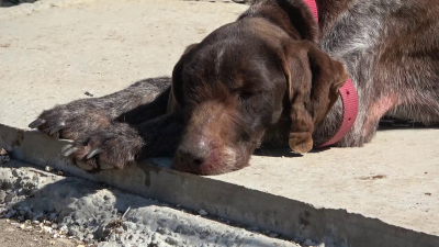 ВИДЕО: Около 500 кучета годишно от русенския приют си намират нов дом