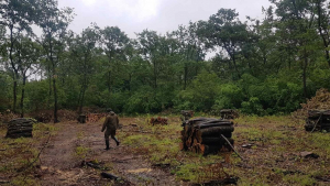 Държавното горско стопанство в Русе задържа незаконна дървесина край Силистра