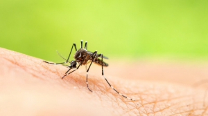 Правителството отпуска 2,5 млн. лв. за пръскане срещу комари по поречието на Дунав