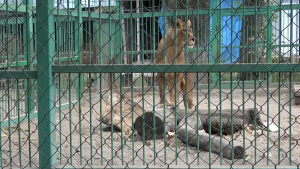 Община Разград готви инвестиционен проект за модернизация на зоокъта
