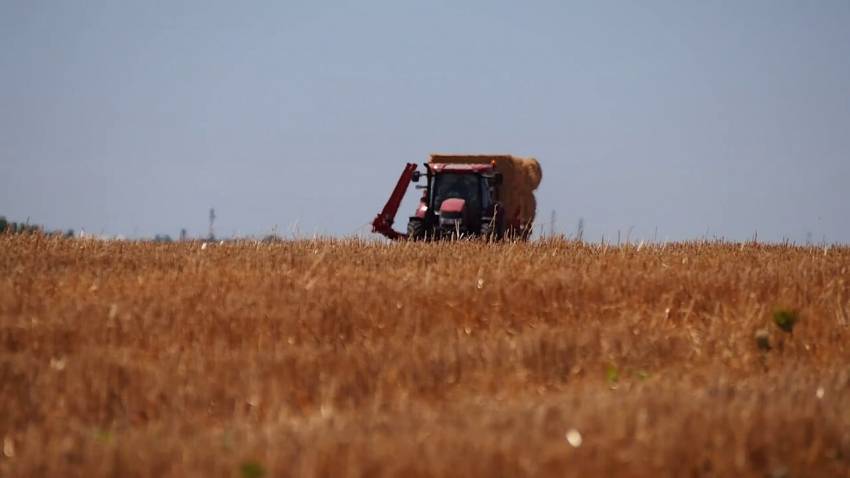 ВИДЕО: Между 600 и 700 килограма хлебна пшеница за декар очакват в Разградско