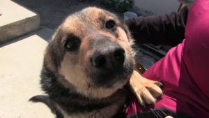 Започва преброяване на уличните кучета в цялата Русенска област