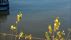 Разлив на гориво в река Дунав при Русе, институциите проверяват постъпили сигнали