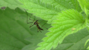 Започва пръскането срещу комари в Русе