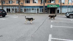 Кметът на Две могили: Промяна в закона е единственият начин за справяне с оставянето на домашни кучета на улицата