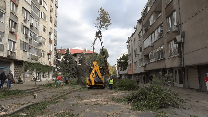 ВИДЕО: Казусът с дърветата на ул. &quot;Муткурова&quot; в Русе: Имаше ли друго решение?