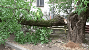 Мощна буря удари Русе и изпочупи десетки дървета и клони