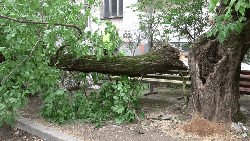 ВИДЕО: Мощна буря удари Русе и изпочупи десетки дървета и клони