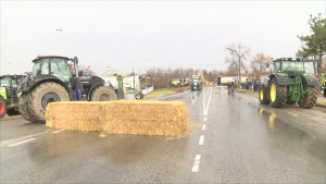 Животновъди блокираха пътя Русе - Велико Търново и изляха 16 тона мляко