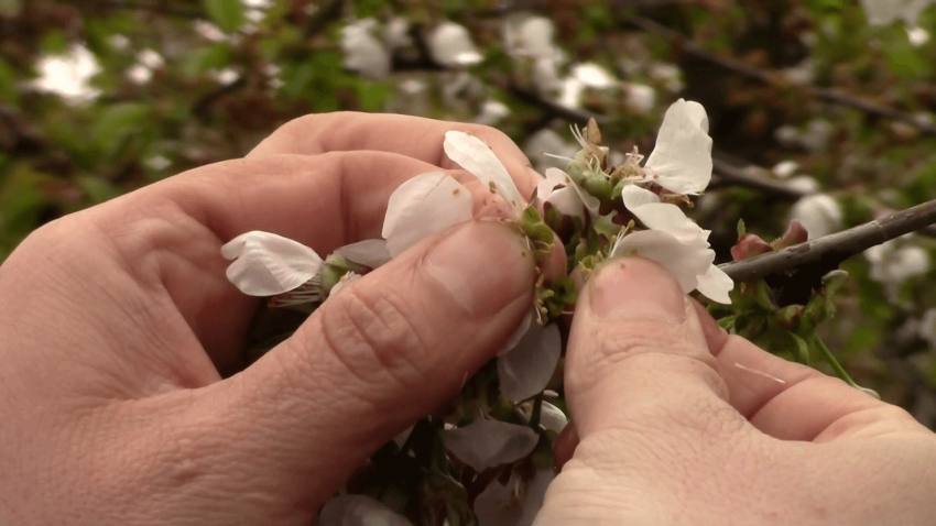 ВИДЕО: Стотици хиляди декари овощни насаждения са засегнати през тази година
