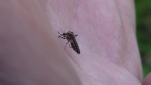 Продължава пръскането срещу комари на територията на община Русе
