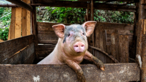 20 пъти са намалели личните стопанства за отглеждане на свине в Русенско