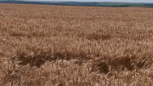 Зърнари и собственици на земеделска земя в спор дали да се сключват дългосрочни споразумения