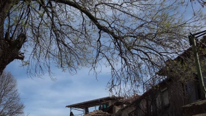 Санитарна резитба на клоните на опасно дърво затваря част от улица в Русе