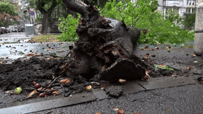 Ураганен вятър събори десетки дървета по пътища и инфраструктура в Русенско