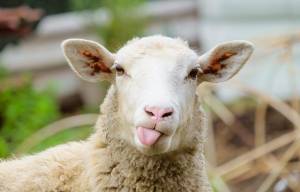 Двама непълнолетни откраднаха овца в Разградско