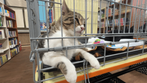 В Русе показват изложба на спасени котки