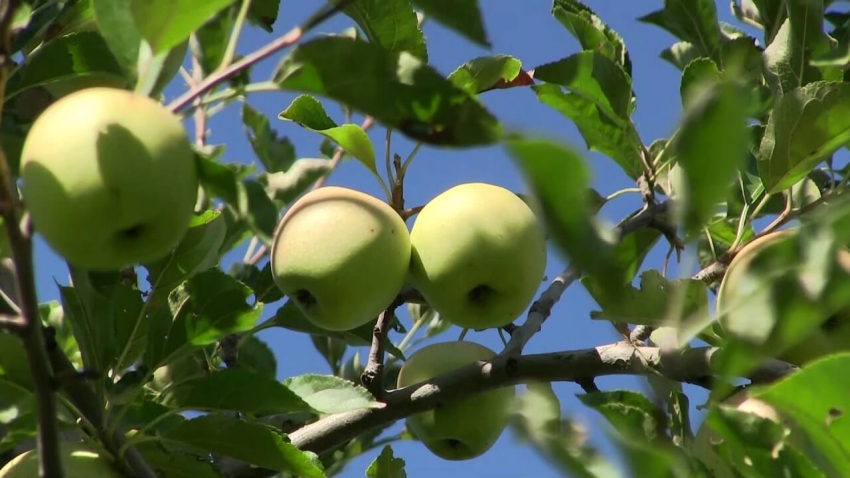 ВИДЕО: Все повече производители в Русенско се отказват да гледат плодове