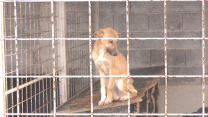 Над 220 кучета са кастрирани в приюта в Търговище през миналата година