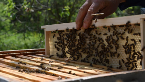 Заради фалшификации пада търсенето на български мед на външния пазар